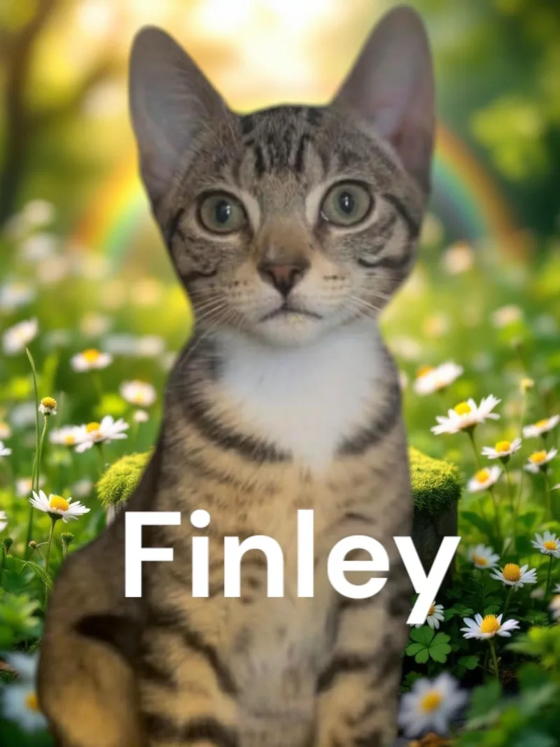 Finley