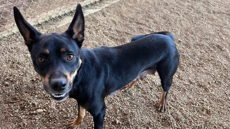 Clementine A thumbnail 2