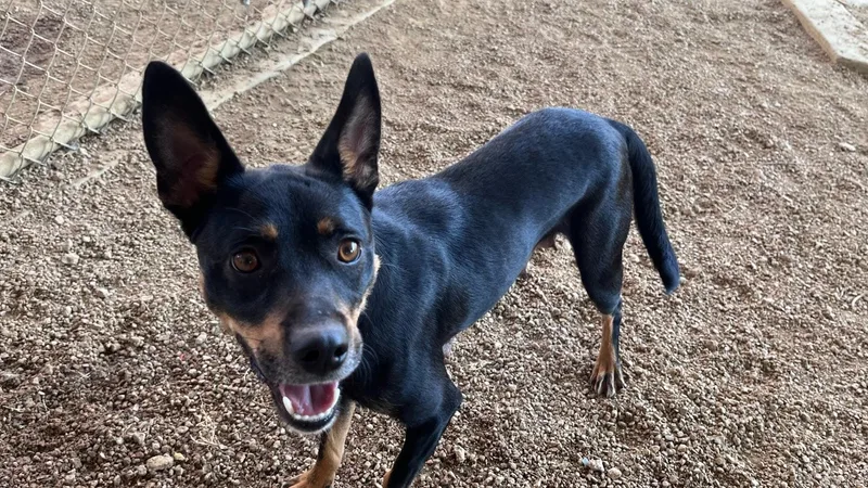 Clementine A thumbnail 3