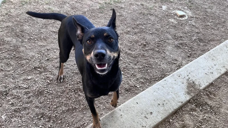 Clementine A thumbnail 4