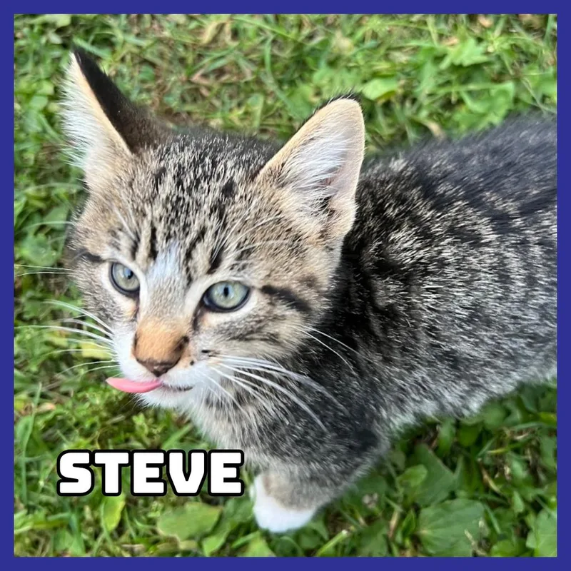 Steve thumbnail 2