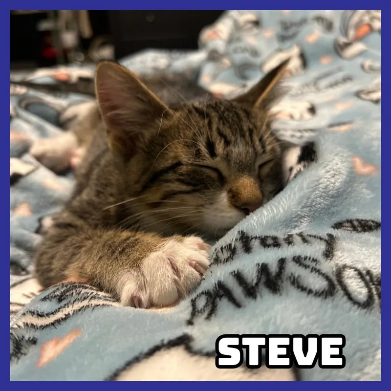 Steve thumbnail 4
