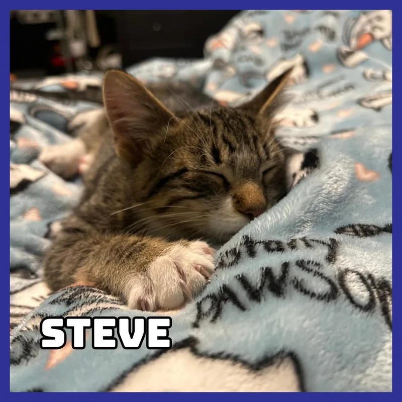 Steve thumbnail 5