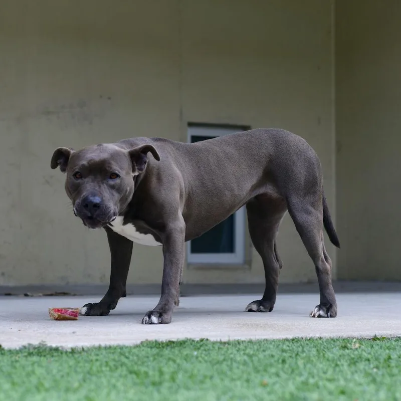 Princessa thumbnail 2