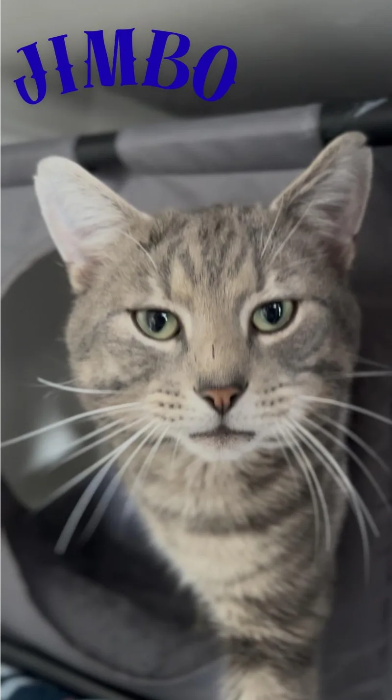Jimbo