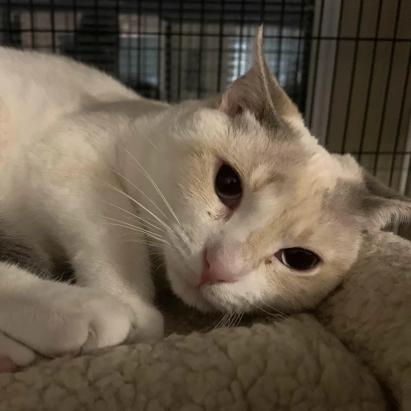 Kora & Karma  thumbnail 2