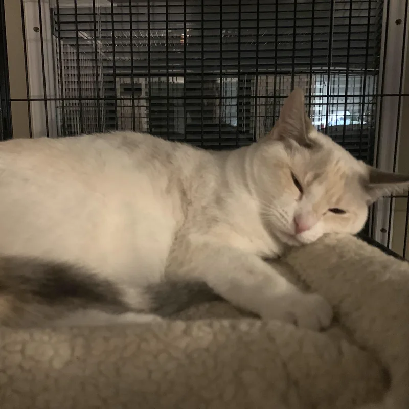 Kora & Karma  thumbnail 3