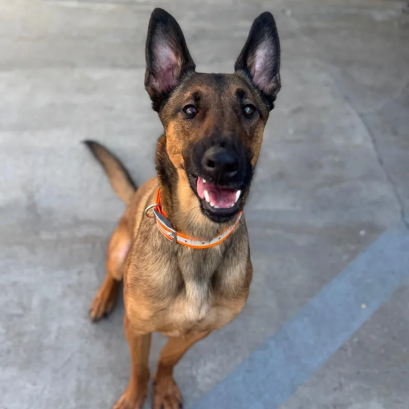 Luca Costa Mesa Location thumbnail 4