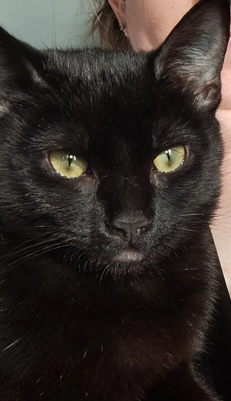 Noir Wilton thumbnail 2