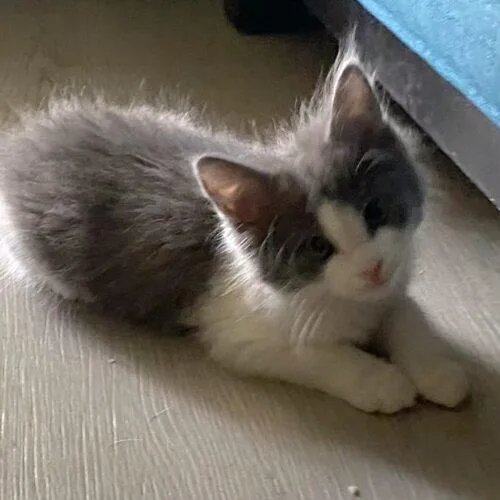 Blue Tansy thumbnail 2