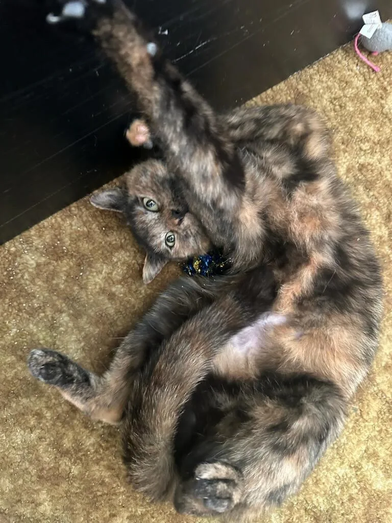 Bonbon Cobb thumbnail 2