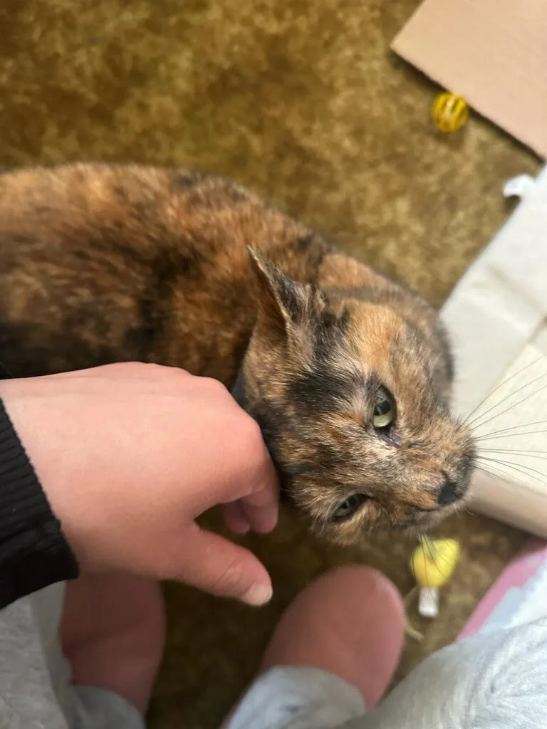 Bonbon Cobb thumbnail 3