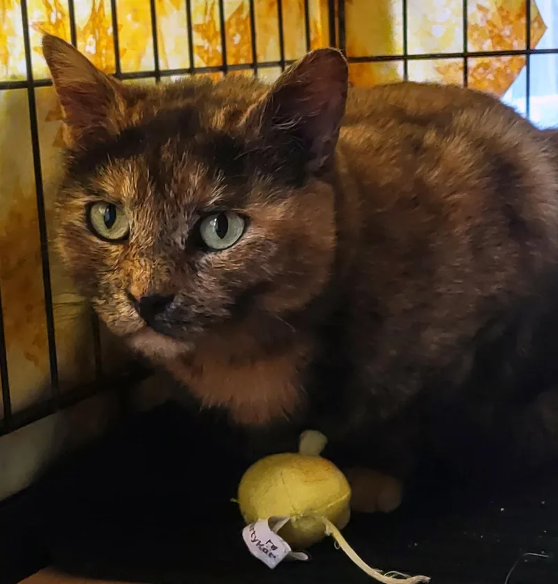 Bonbon Cobb thumbnail 4