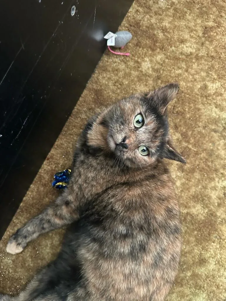 Bonbon Cobb thumbnail 5