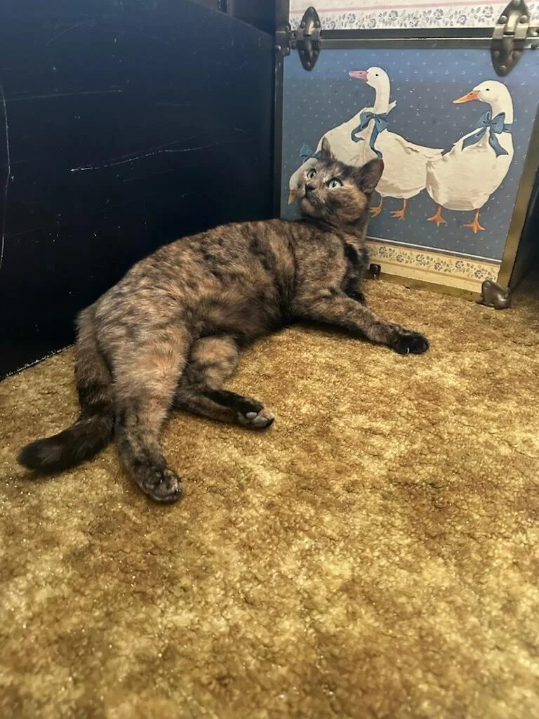 Bonbon Cobb thumbnail 6