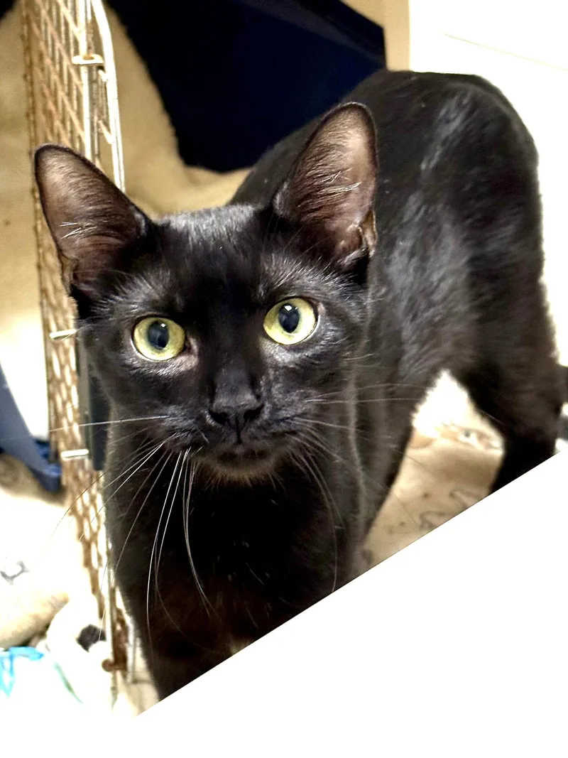 Cat  Alice thumbnail 2