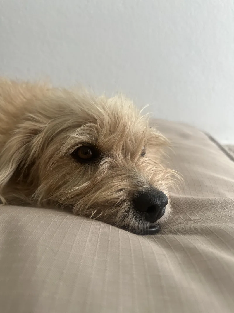 Ginger Margarita thumbnail 2