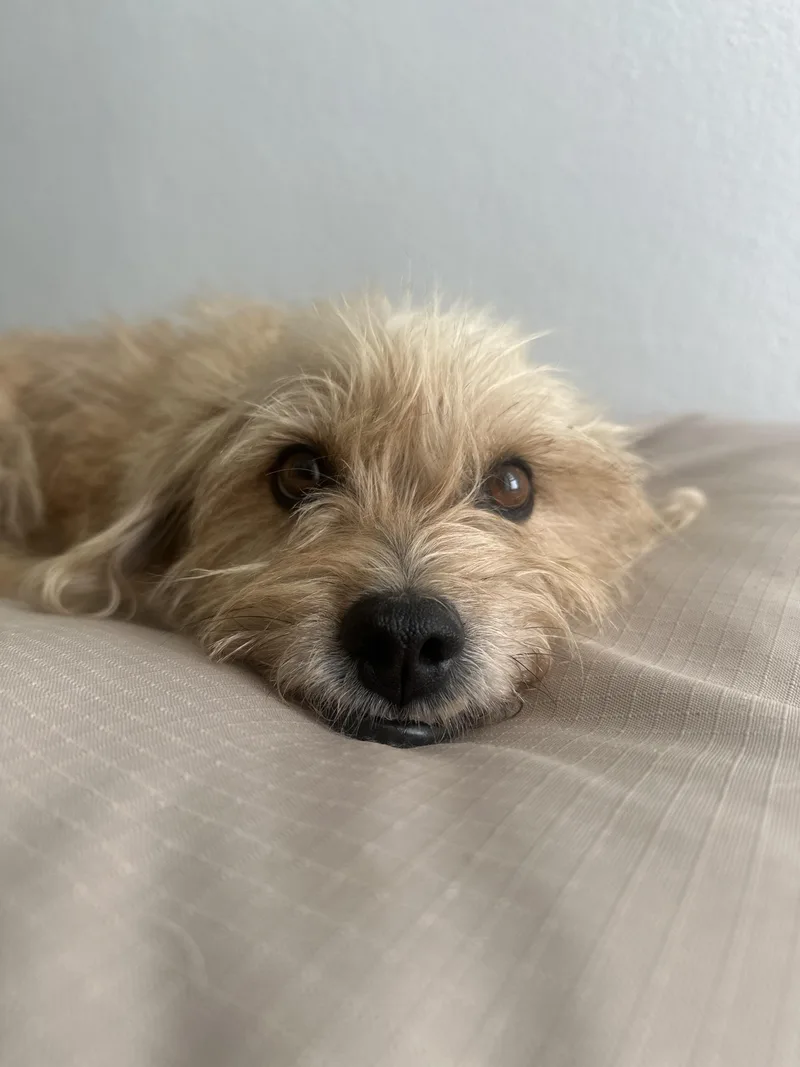 Ginger Margarita thumbnail 3