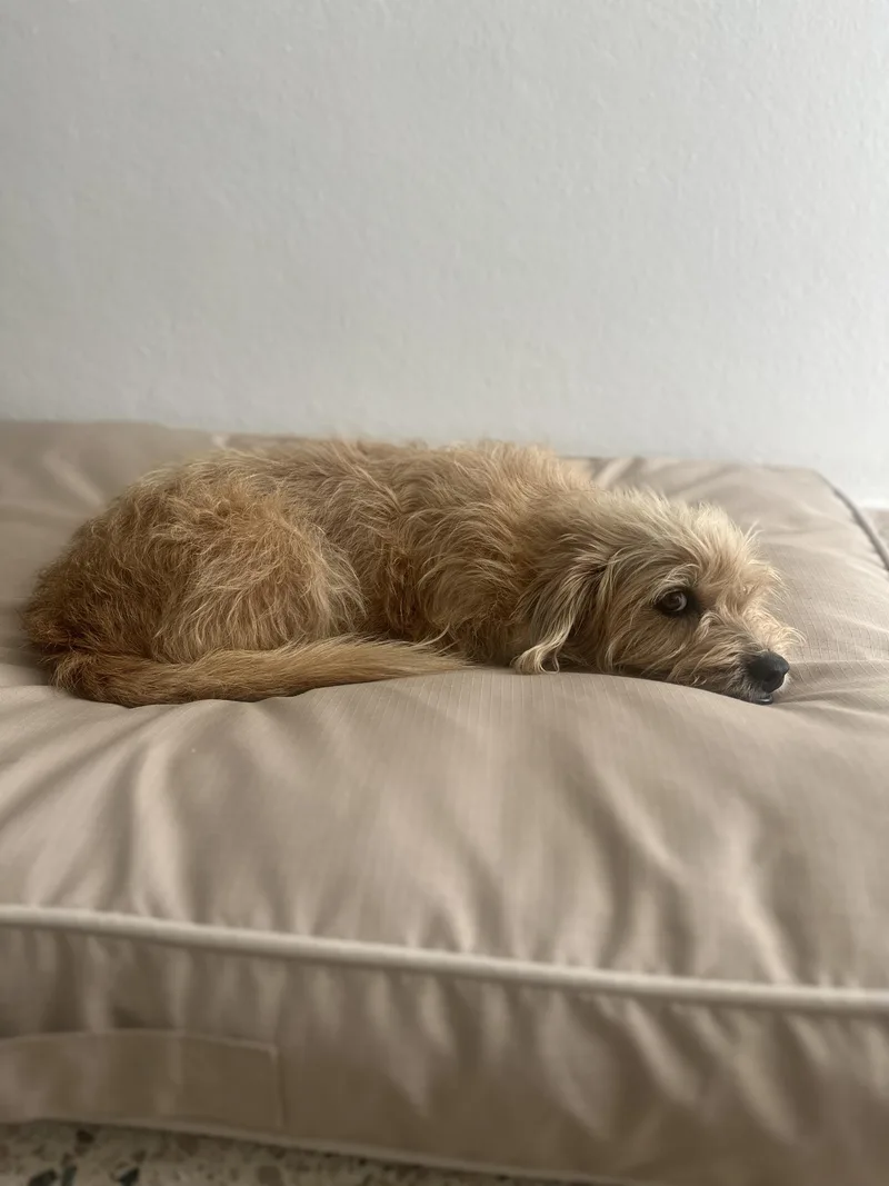 Ginger Margarita thumbnail 4