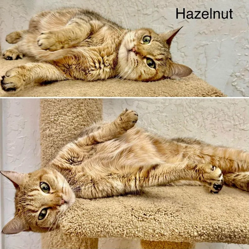 Hazelnut thumbnail 2