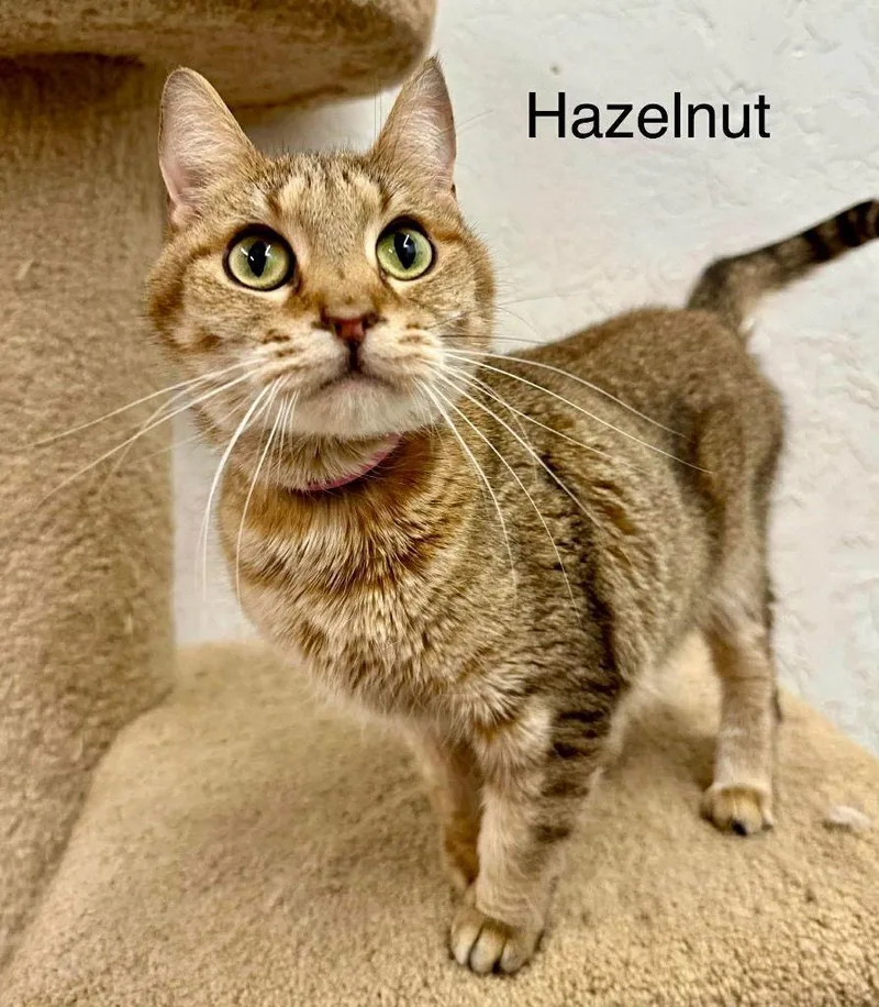 Hazelnut thumbnail 3