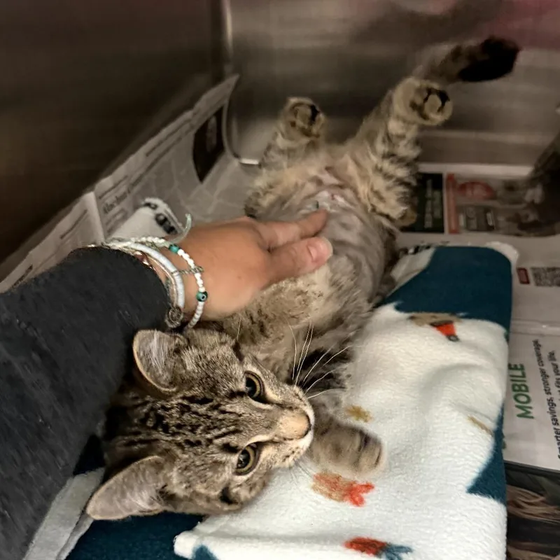 Pooh Bear thumbnail 2