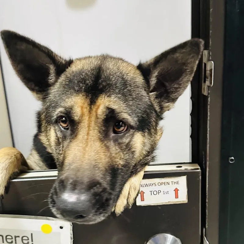 Theo Chino Hills Location