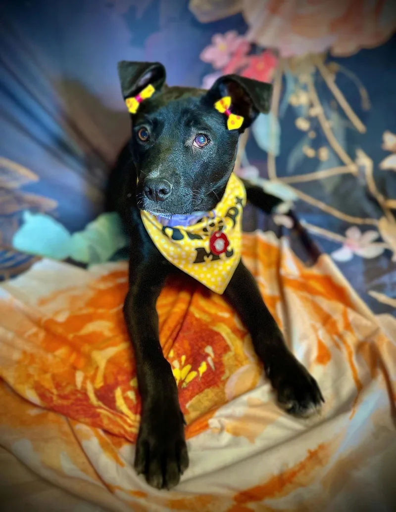 Sparkles thumbnail 3