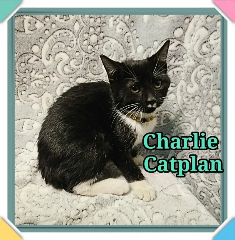 Charlie Catplan
