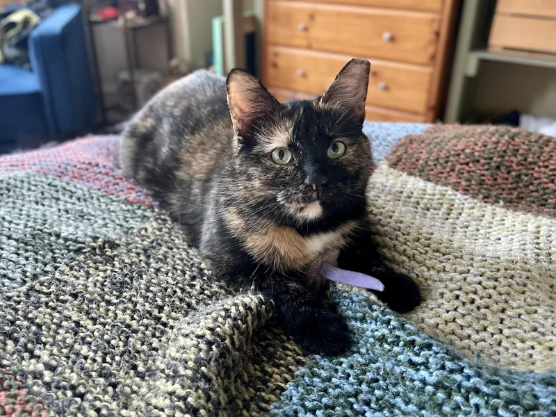 Peyton Peach thumbnail 4