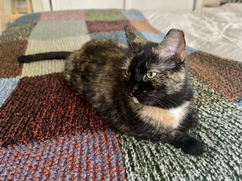 Peyton Peach thumbnail 5