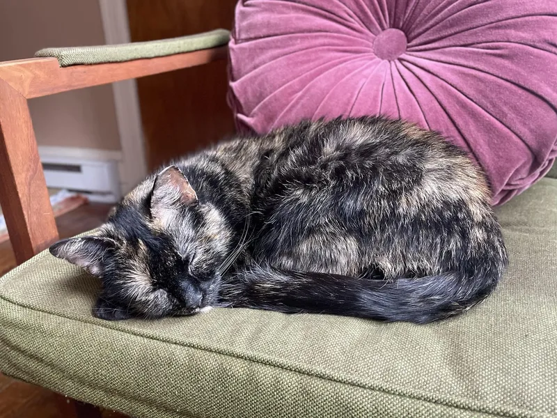 Peyton Peach thumbnail 6