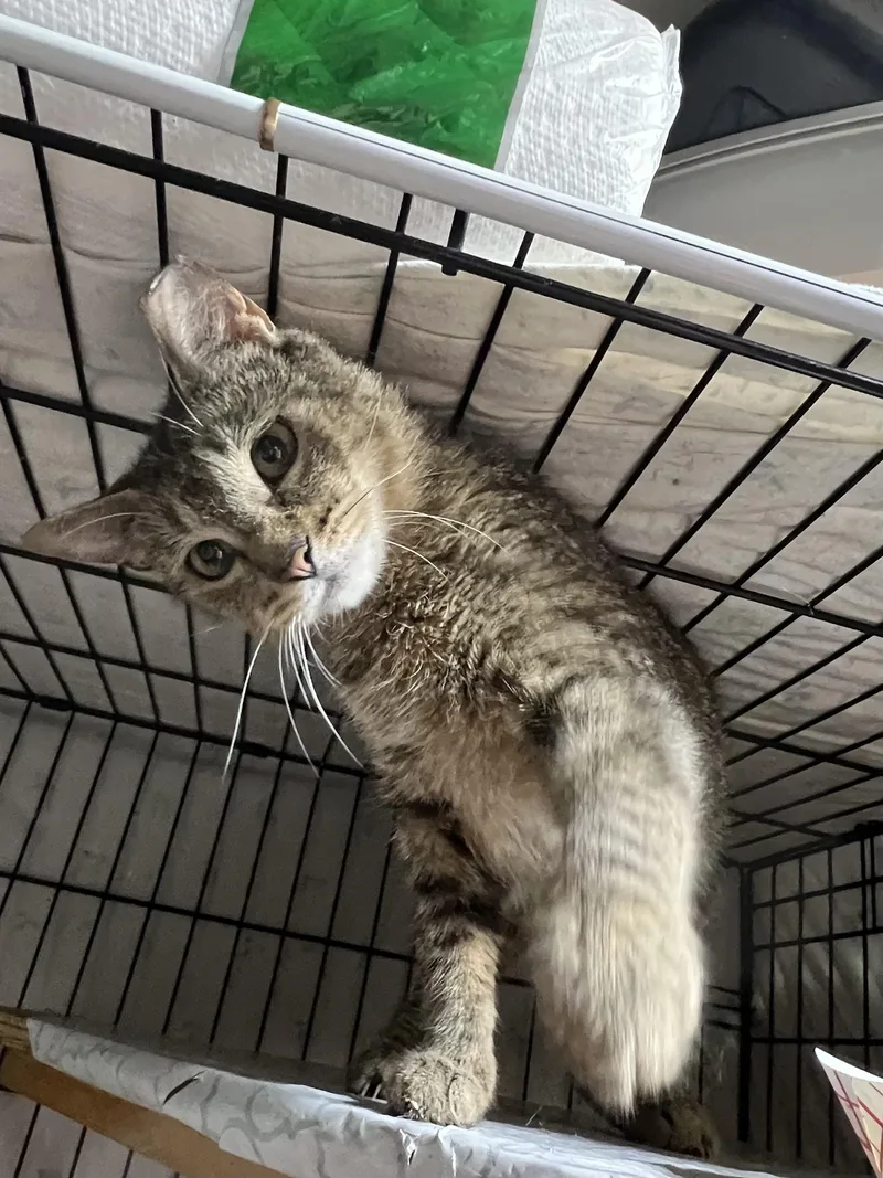 Rosa Pike thumbnail 2