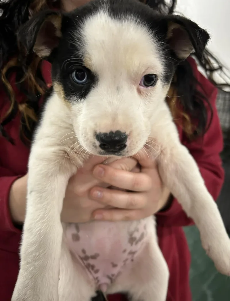 Broccoli Cheddar thumbnail 2