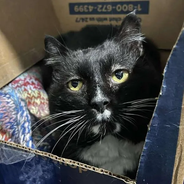 Daxter  Fiv+ thumbnail 2