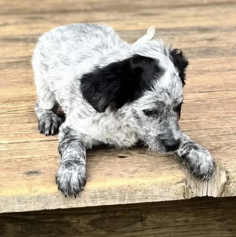 Regina George thumbnail 4