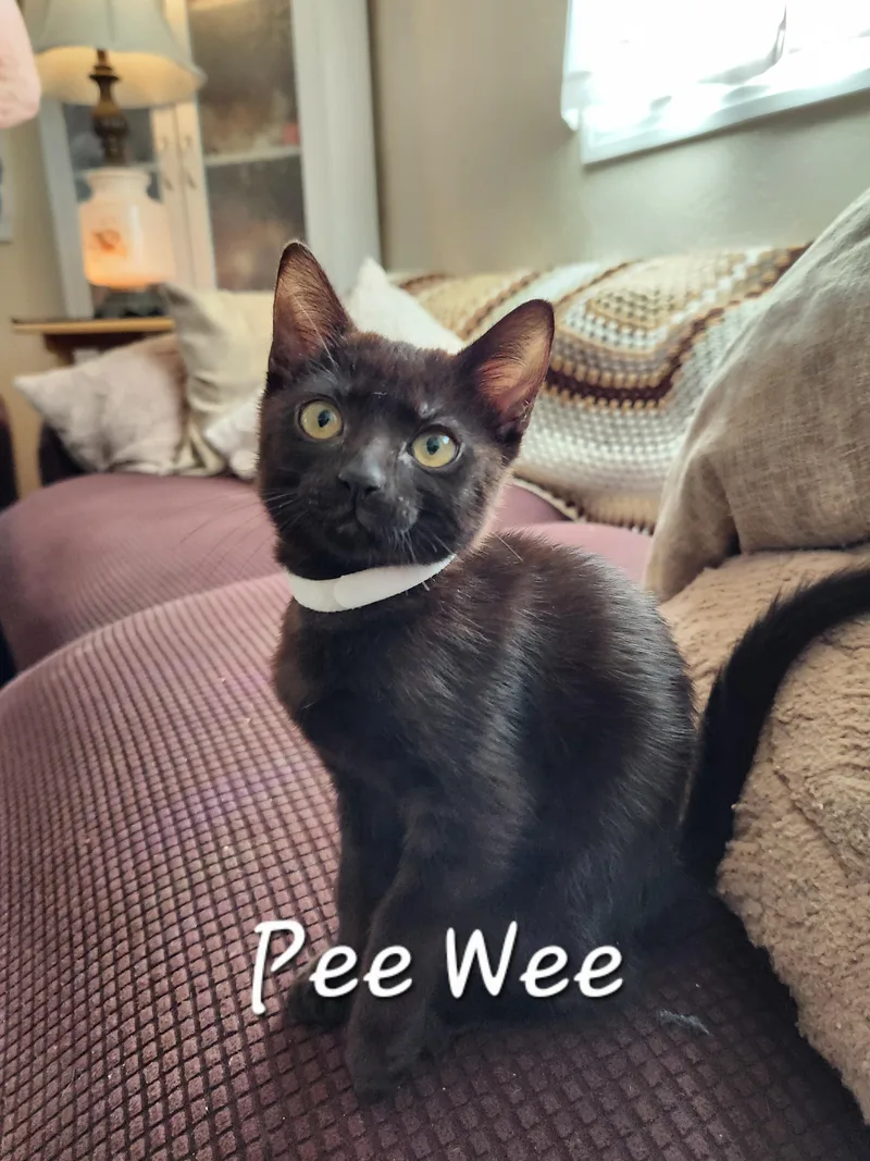 Pee Wee