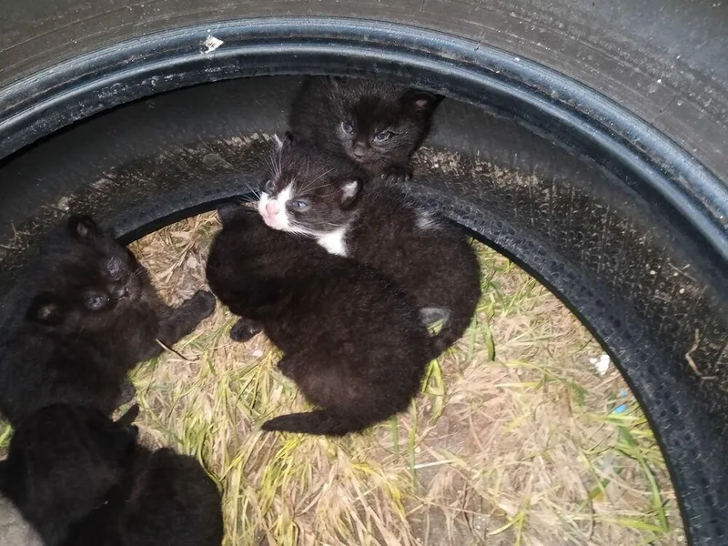 Lilith Fka Mechanic Kid thumbnail 2