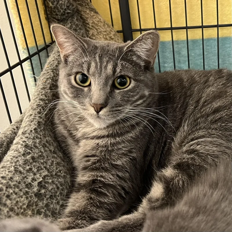 A baby medium-sized female Tabby (Gray / Blue / Silver) Domestic Short Hair cat named Molly for adoption in Overland Park, KS