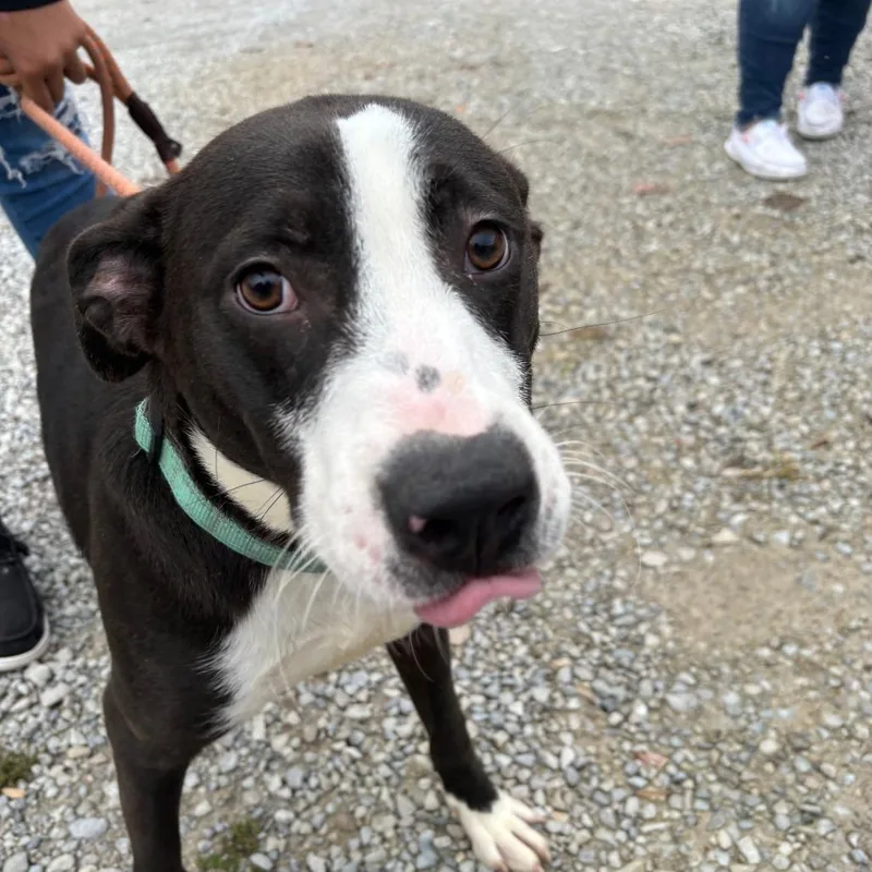 Mr. Claus thumbnail 2