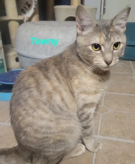 Tawny