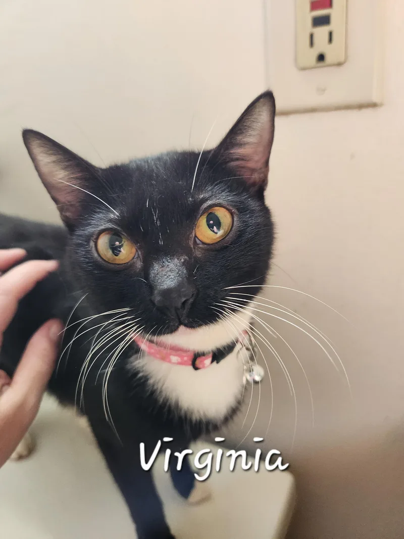 Virgina