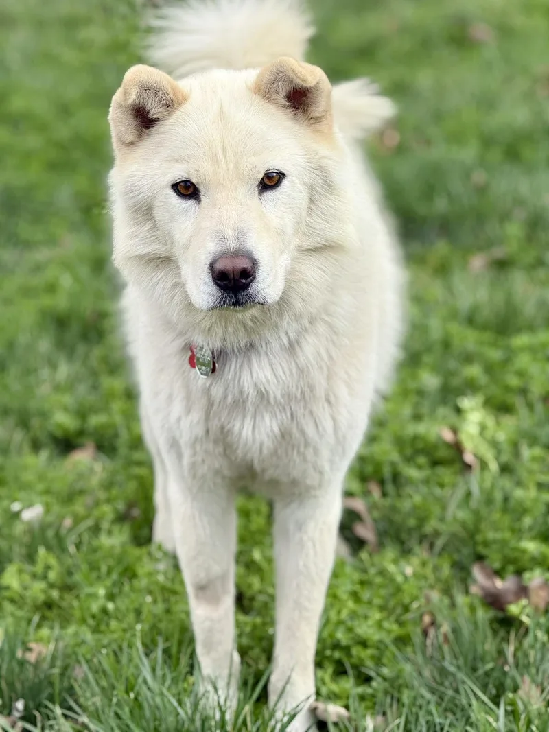 Walker Woofington thumbnail 2