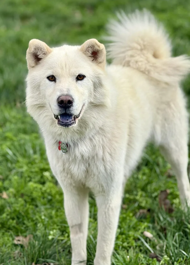 Walker Woofington thumbnail 3