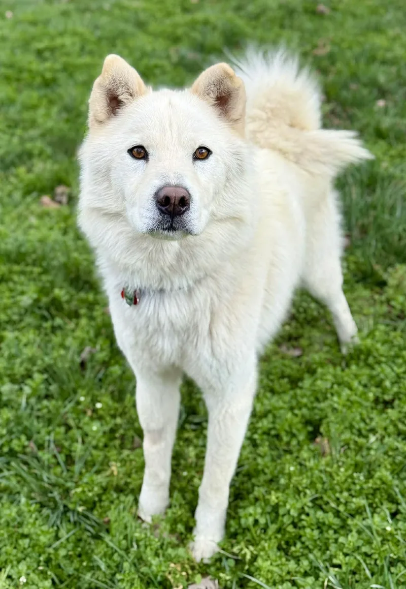 Walker Woofington thumbnail 4