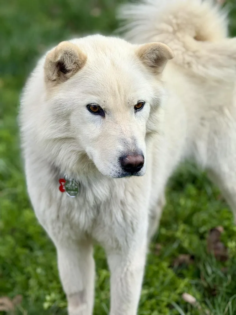 Walker Woofington thumbnail 5