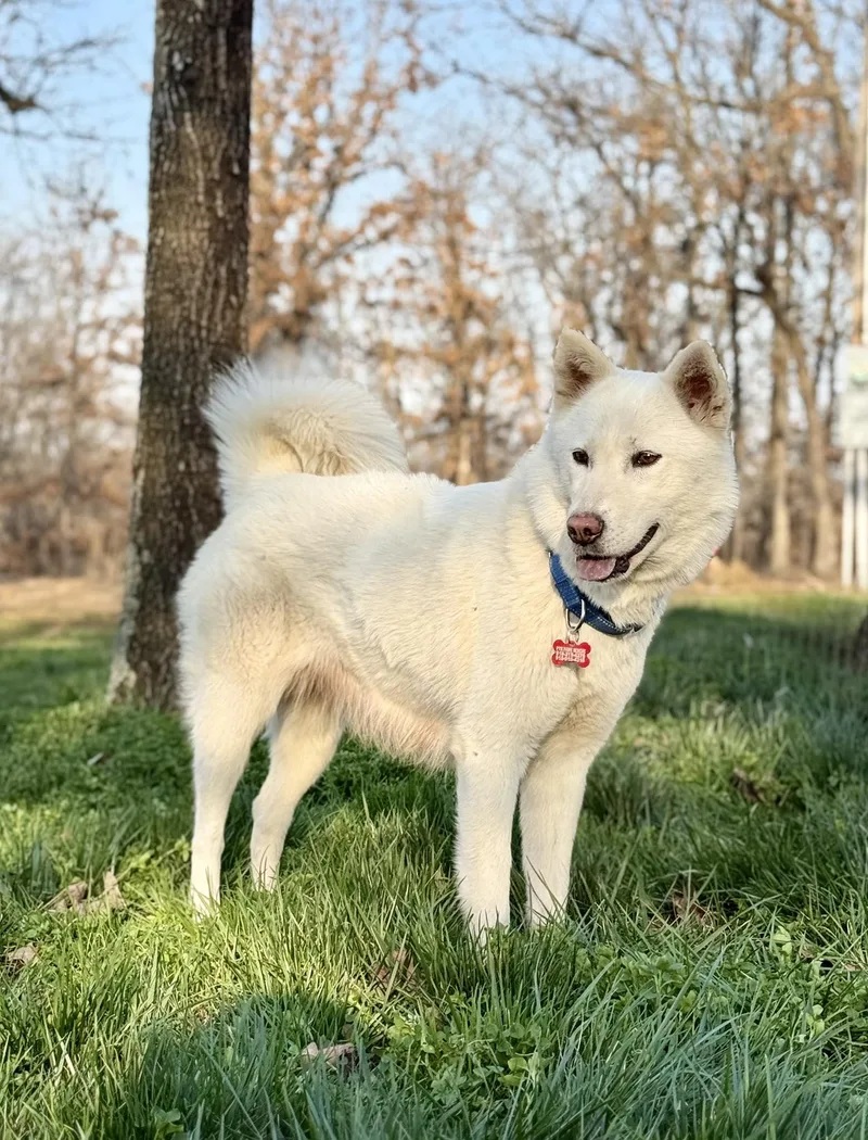 Willow Woofington thumbnail 3