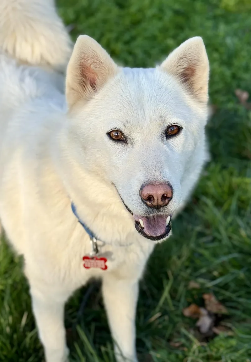 Willow Woofington thumbnail 4