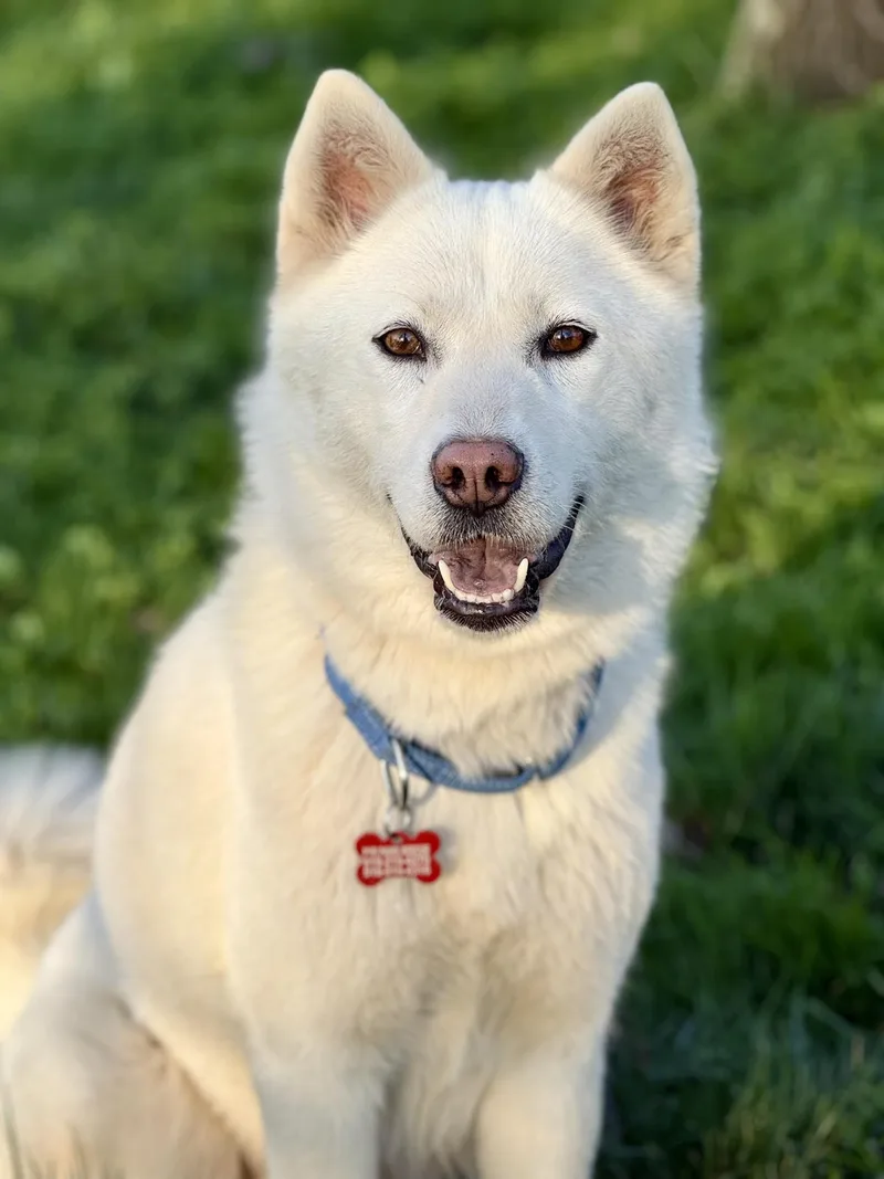 Willow Woofington thumbnail 5