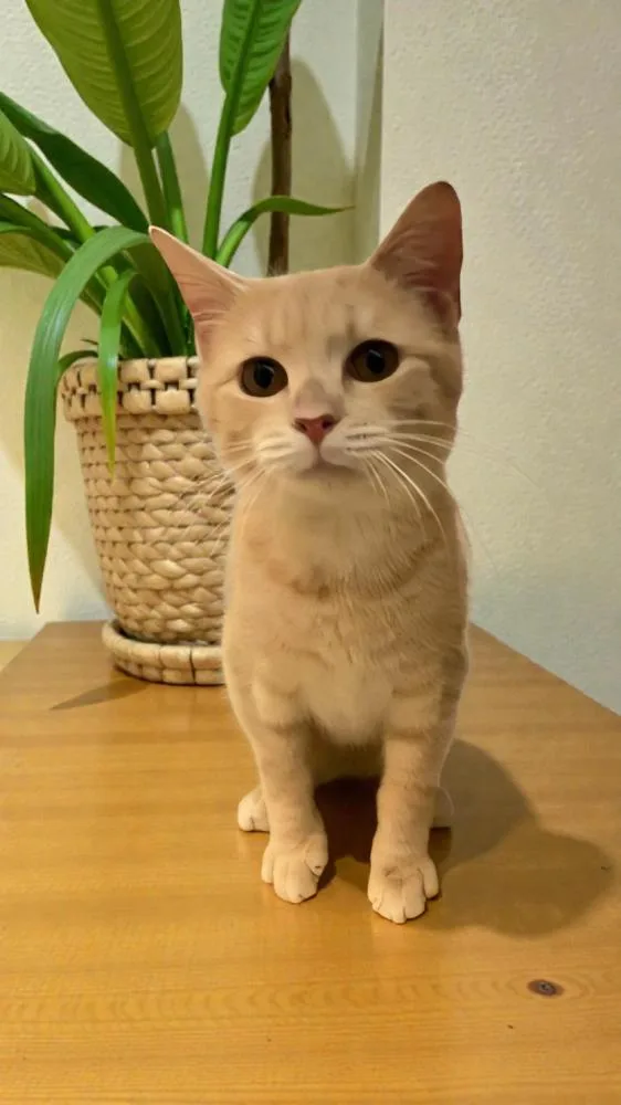 Don Juan thumbnail 3